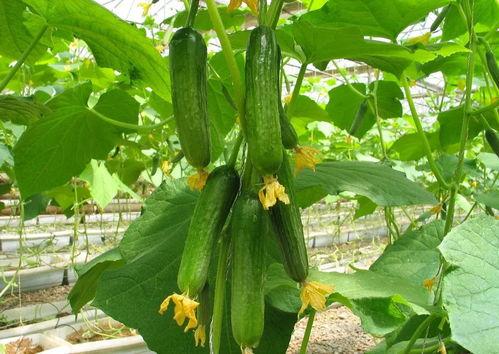 百变日韩公主换装手游 